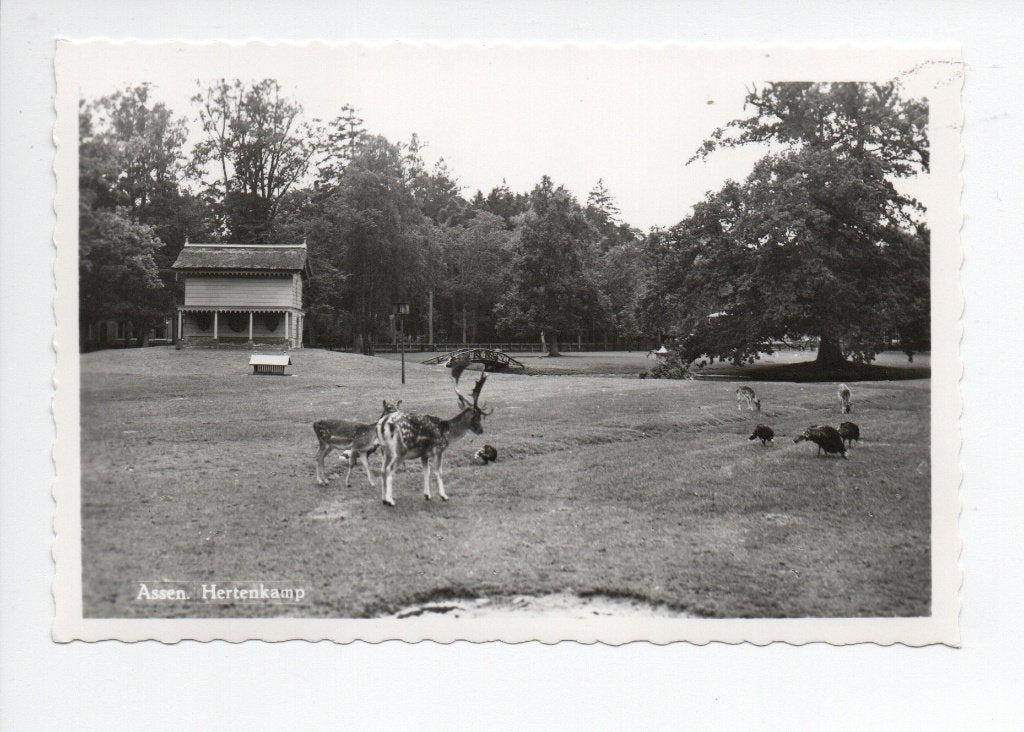 Assen. Ansichtkaart. Hertenkamp, Kartel randen **, Ophalen of Verzenden, 1960 tot 1980, Ongelopen, Drenthe
