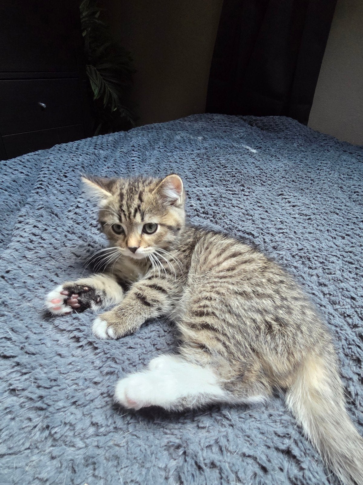 Super leuke kittens ragdoll x brits korthaar, Dieren en Toebehoren, Meerdere dieren, 0 tot 2 jaar