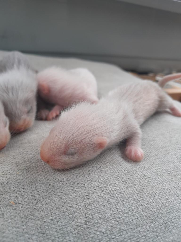 Frettenpups alvast te reserveren (belgie), Fret, Mei, Meerdere dieren, Tam