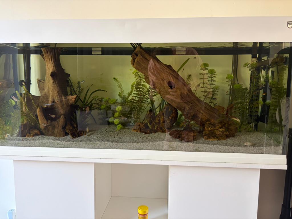 Trofis aqaurium, Ophalen, Gebruikt, Inclusief vissen, Gevuld zoetwateraquarium