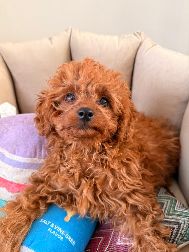 Toy poedel pup te koop, Dieren en Toebehoren, Poedel, Particulier, 8 tot 15 weken, Buitenland