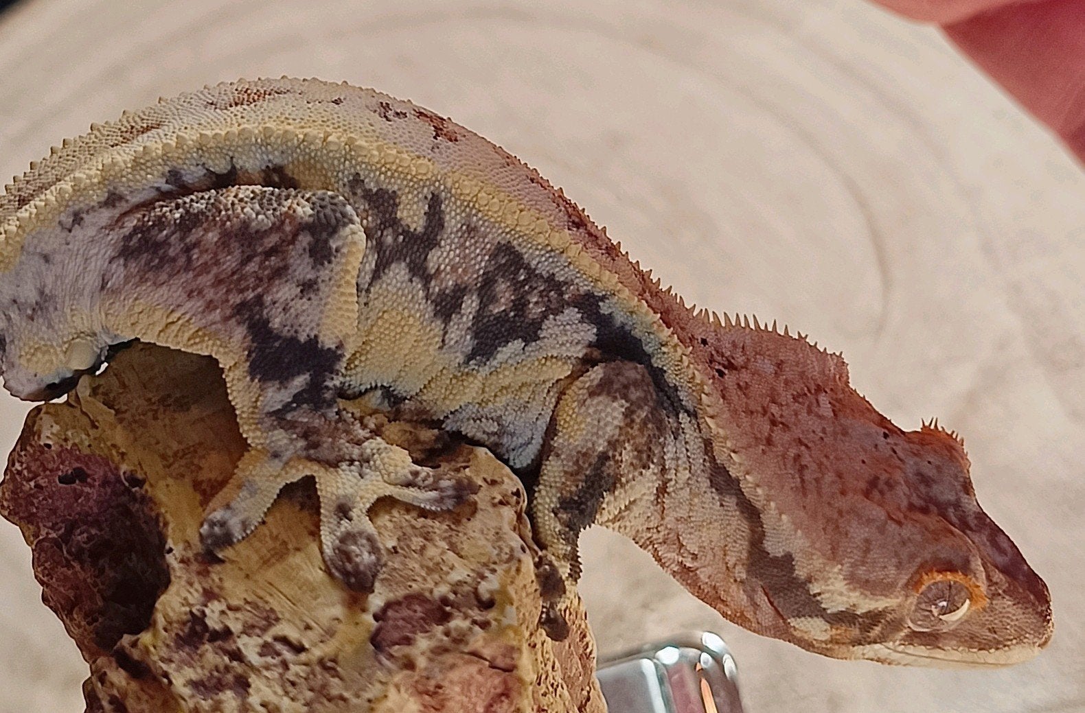 Wimpergekko Lilly white man Aries, Dieren en Toebehoren, Hagedis, Tam, 3 tot 6 jaar