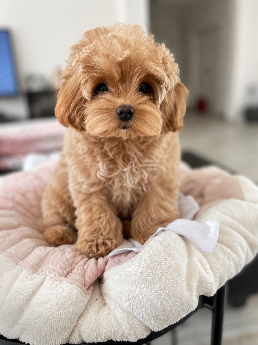 Exclusieve Maltipoo F1 pups (Maltezer / Asian Toy Poedel), Particulier, Overige rassen, 8 tot 15 weken, Buitenland