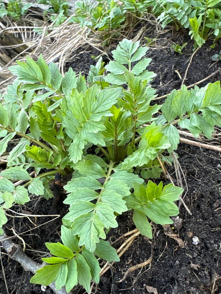 Valeriaan plant stekken - Medicinale en sierlijke plant, Tuin en Terras, Planten | Tuinplanten, Vaste plant, Ophalen of Verzenden