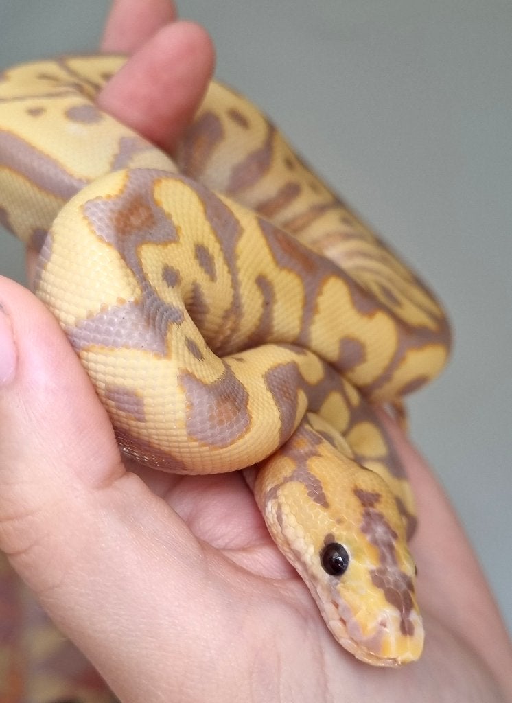 1.0 banana spotnose od clown koningspython, Dieren en Toebehoren, Slang, 0 tot 2 jaar