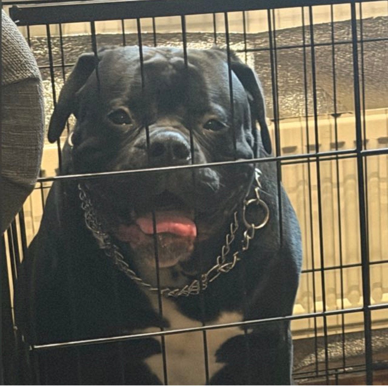 amerikaanse bulldog/ old english bull dog, Dieren en Toebehoren, 15 weken tot 1 jaar, Eén hond, Nederland, Particulier