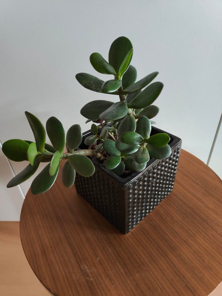 Crassula/ jade plant, Ophalen, Halfschaduw, Minder dan 100 cm