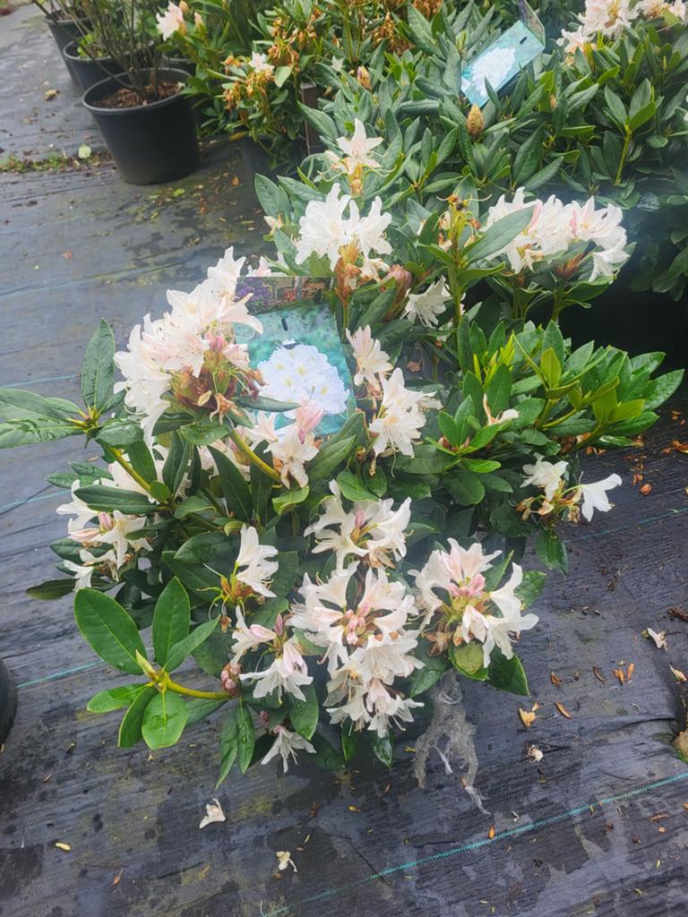 Mooie grote rhododendrons, Tuin en Terras, Ophalen of Verzenden