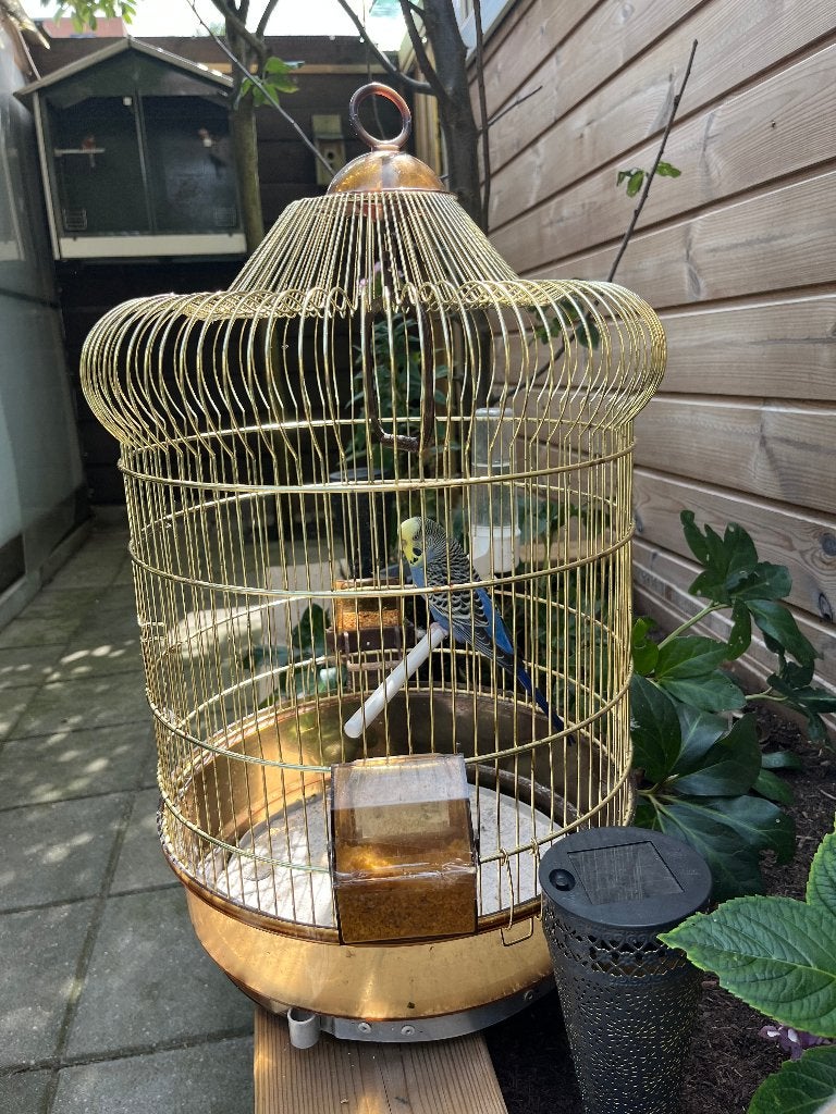 Vogelkooi met Parkiet, Dieren en Toebehoren, Vogels | Hokken en Kooien, Ophalen, Gebruikt, Metaal, Vogelkooi