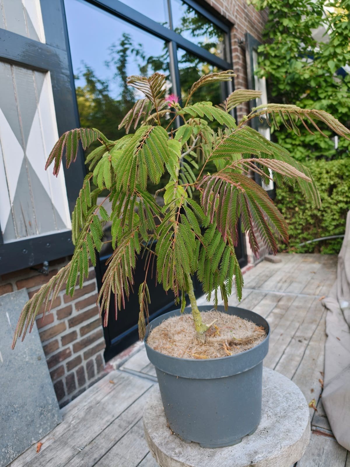 Albizia 'slaapboom', Bloeit niet, Overige soorten, Minder dan 100 cm, Ophalen