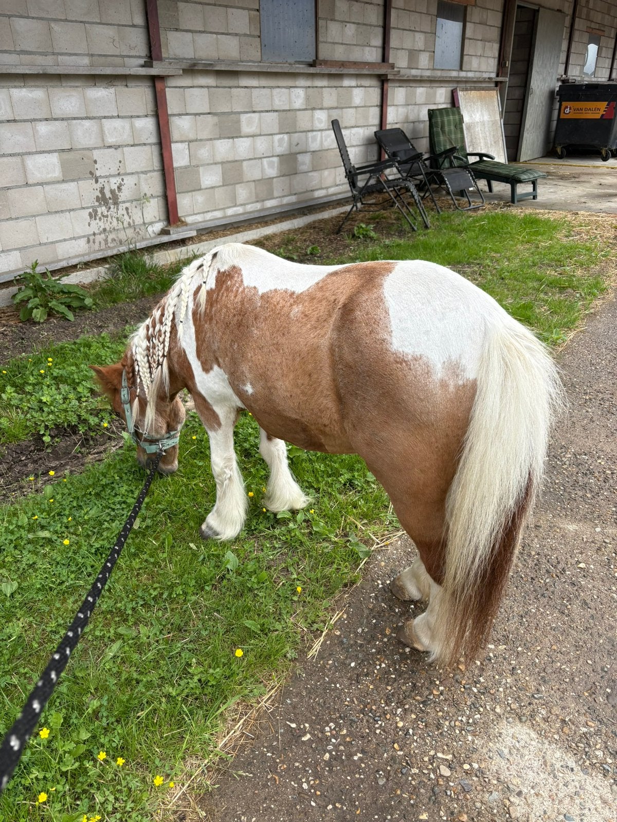 Gezocht! Voor mijn 26 lentes jonge schetlander merrie!, Weidegang, 1 paard of pony