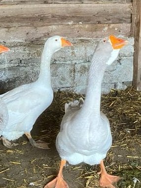 Cholmogory x toulouse ganzen ., Dieren en Toebehoren, Pluimvee, Meerdere dieren, Gans of Zwaan