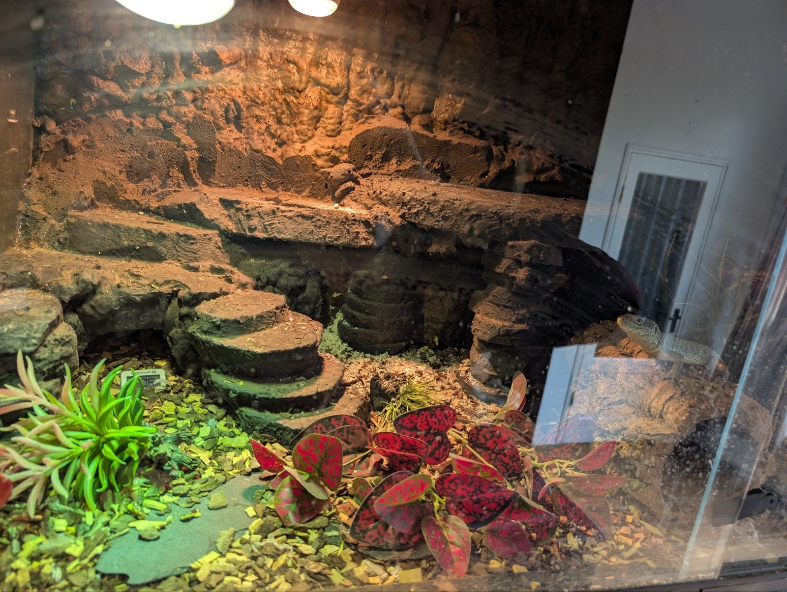 terrarium met 3 parelhagedissen, Dieren en Toebehoren, Reptielen en Amfibieën, Hagedis, Met terrarium, 0 tot 2 jaar
