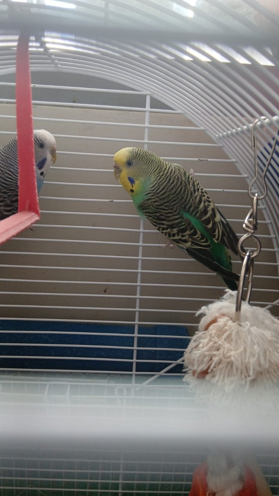 2 lieve grasparkiet dames opzoek naar gouden huisje, Dieren en Toebehoren, Vogels | Parkieten en Papegaaien, Vrouwelijk, Parkiet