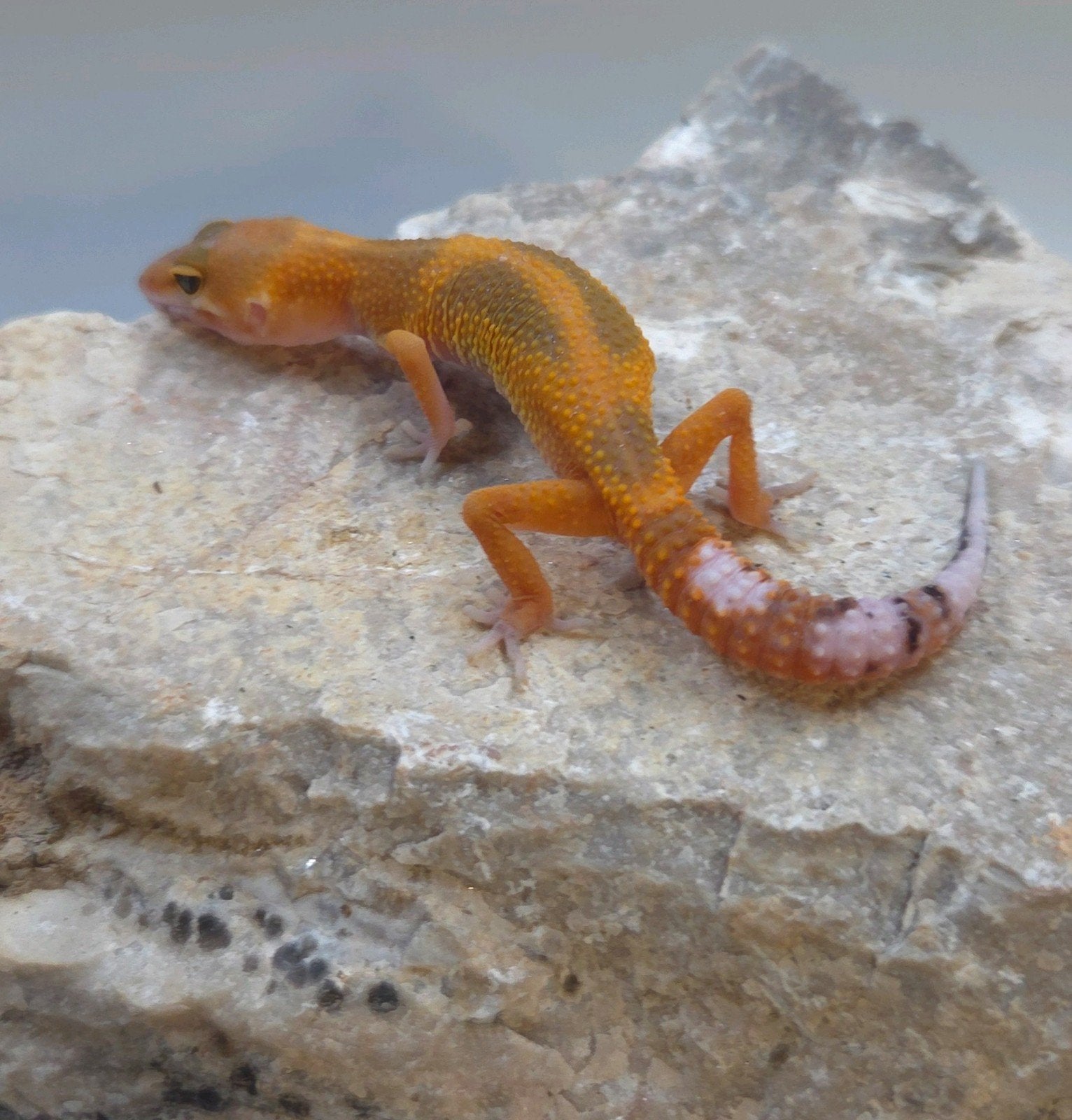 Luipaardgekko Leopard Gecko photo 4
