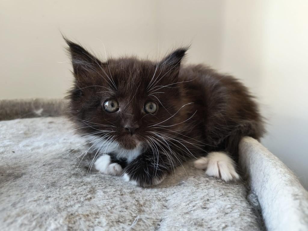 Maine Coon Kittens, Meerdere dieren, Ontwormd, 0 tot 2 jaar