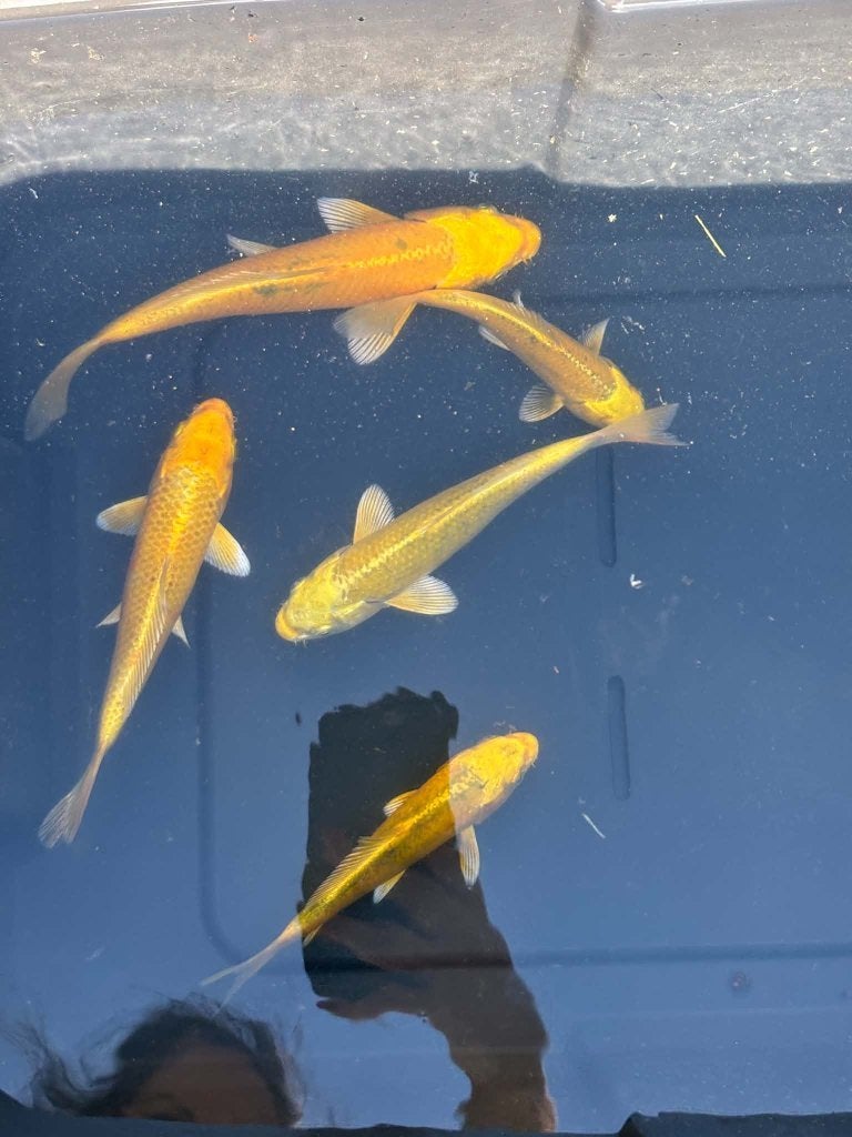 5x Yamabuki – Eigen Kweek, Dieren en Toebehoren, Karper of Koi