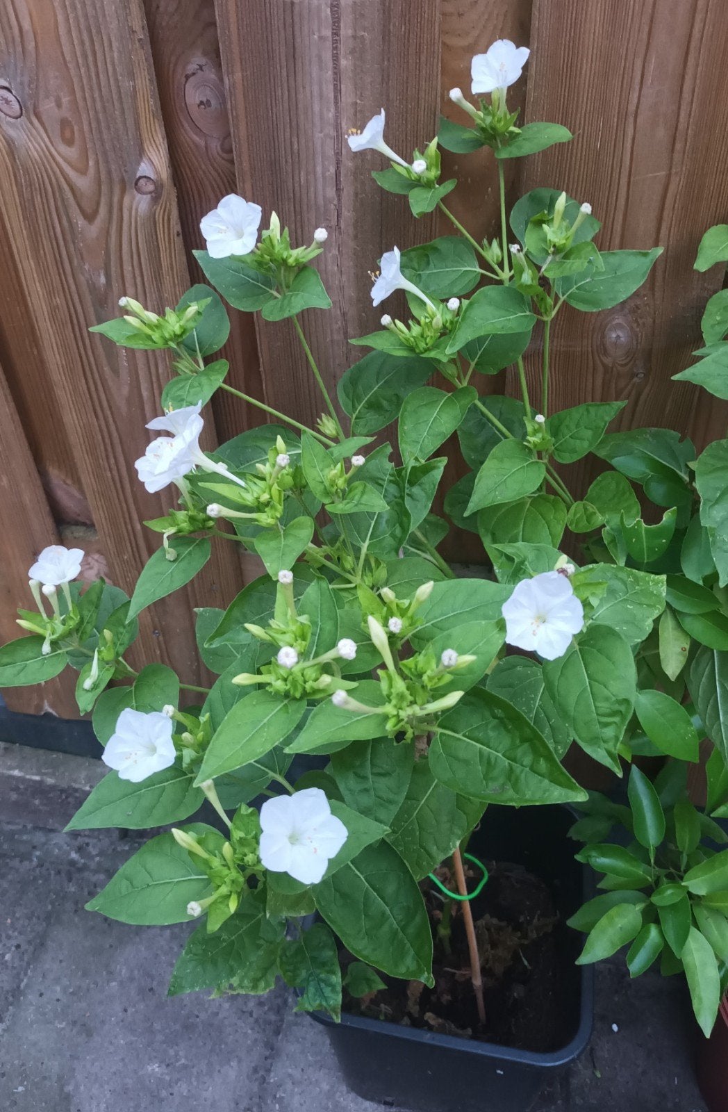 Mirabilis plant - Vieruursbloem in pot, Overige soorten, Volle zon, Eenjarig, Ophalen of Verzenden