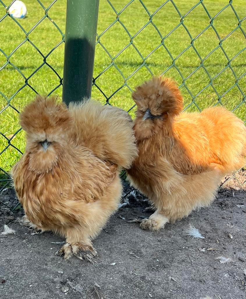broedeieren Usa zijdehoen verse broedei koppel op kleurslag, Dieren en Toebehoren, Meerdere dieren, Kip