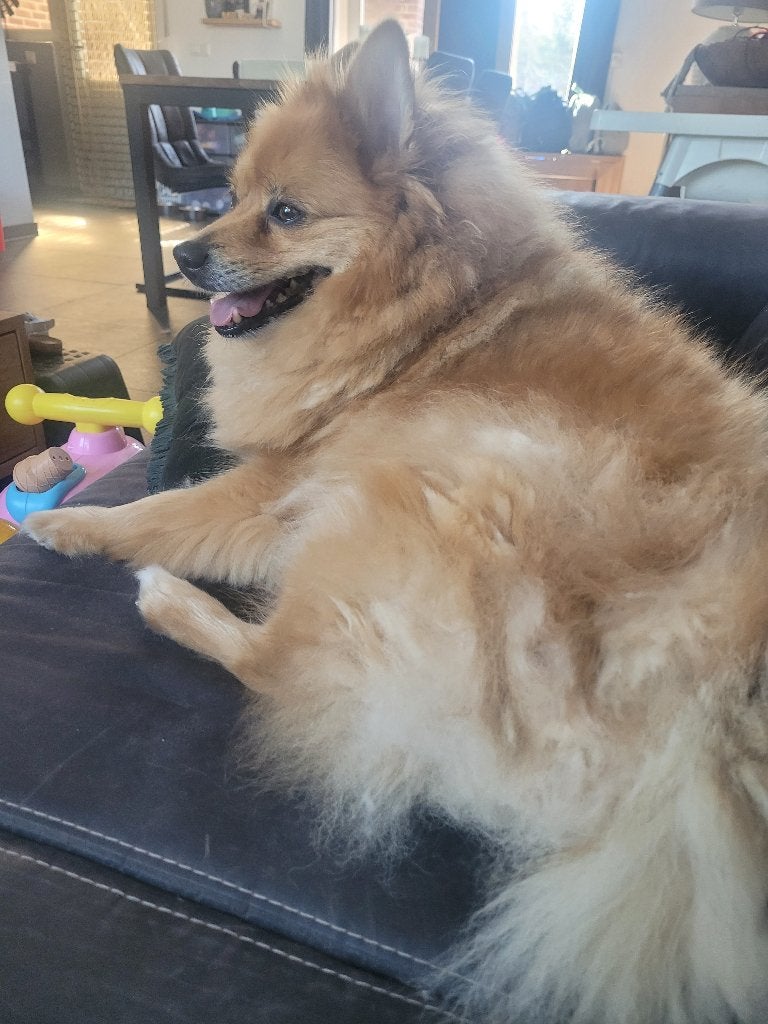 Kenzo keeshond, 6 jaar of ouder, Keeshond, Reu, Parvo