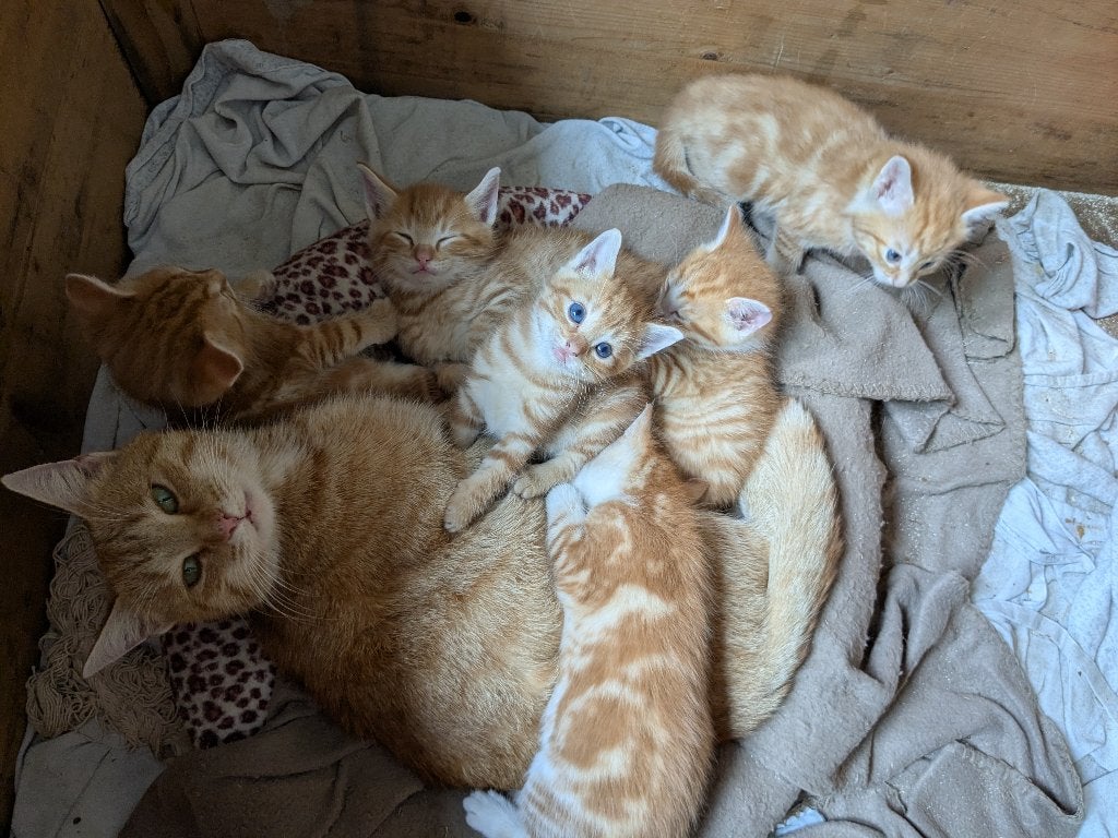 te koop 4 ras echte jonge boerderij kittens, Meerdere dieren, Ontwormd, 0 tot 2 jaar