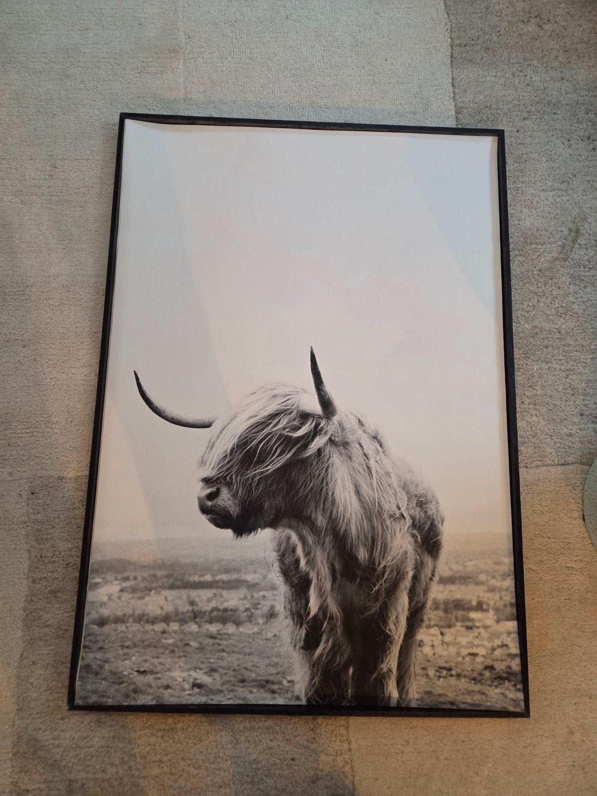 Poster Schotse Hooglander 70x100cm - exclusief lijst, Ophalen, Zo goed als nieuw, Foto of Poster, 75 – 100