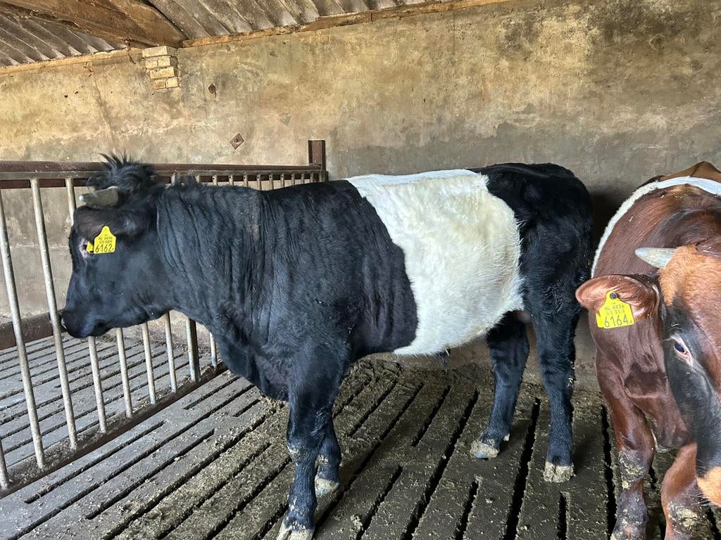 2 stamboek lakenvelder (dek)stieren, Dieren en Toebehoren, Runderen, Mannelijk, 0 tot 2 jaar