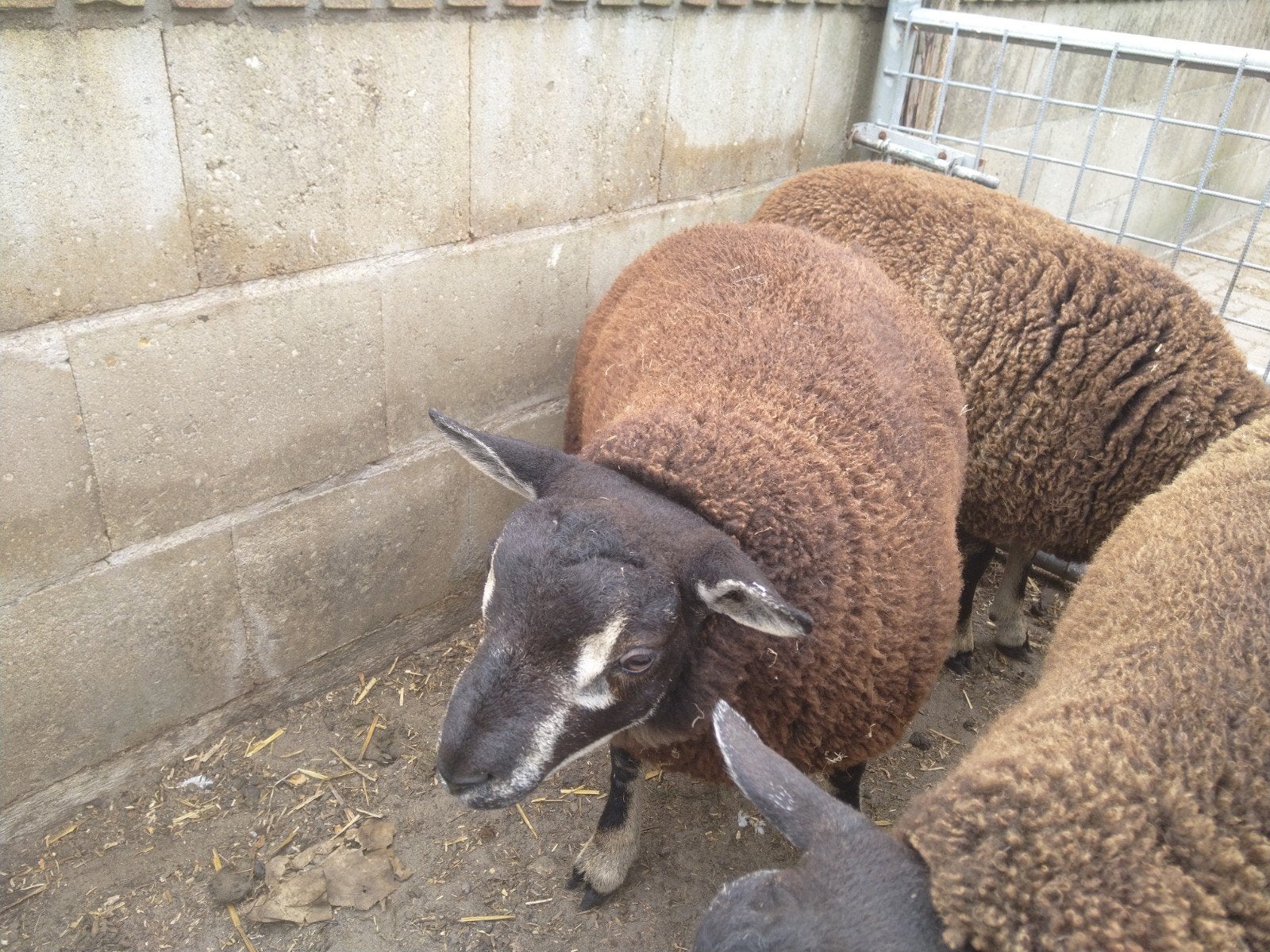 Dassenkop Texelaar dek rammen., Dieren en Toebehoren, Mannelijk, Schaap