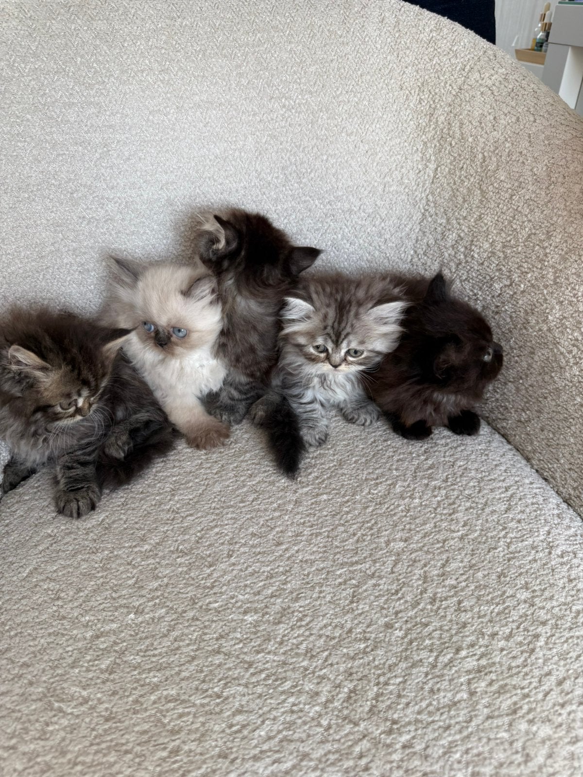 Lieve Perzische kittens 🐱, Dieren en Toebehoren, Meerdere dieren, Ontwormd