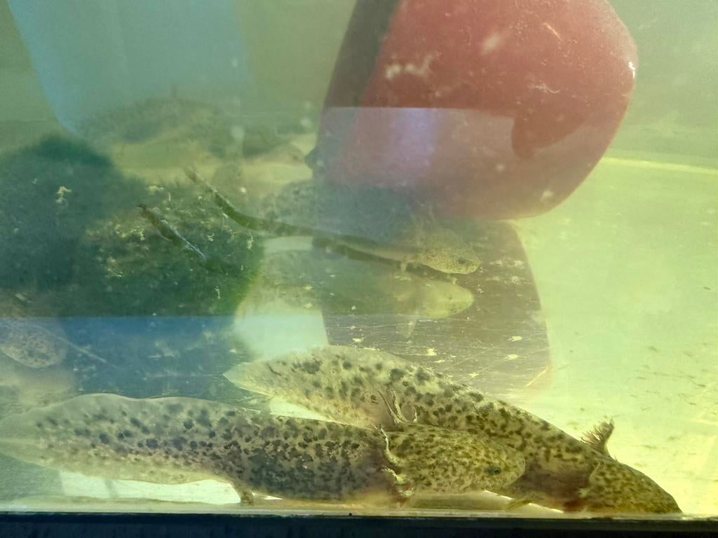 Axolotl, Dieren en Toebehoren, Vis