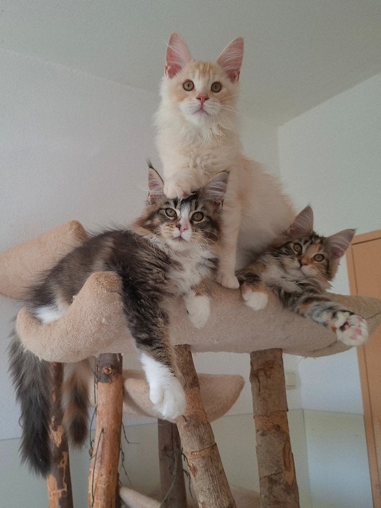 Maine Coon kitten: 3 Stoute knuffeltjes zijn wij! Volbloed, Meerdere dieren, Gechipt, 0 tot 2 jaar