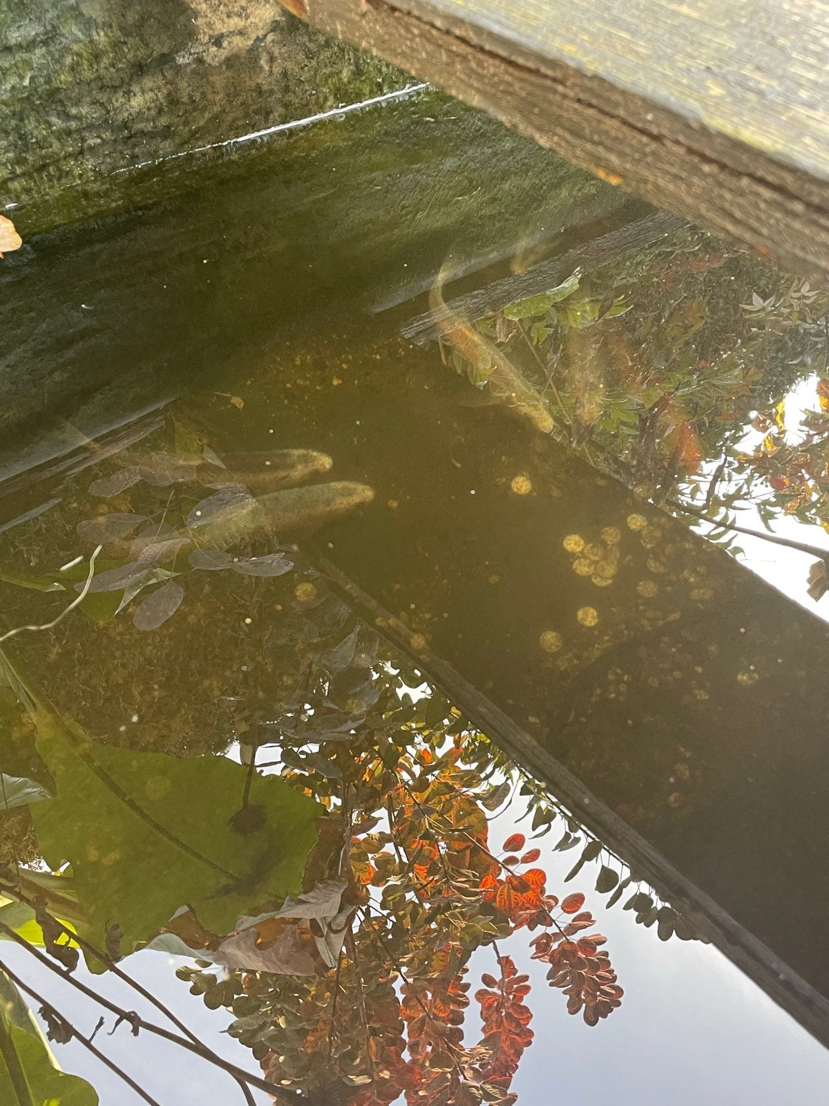 5 zilverwindes en 4 goudwindes, Dieren en Toebehoren, Overige soorten