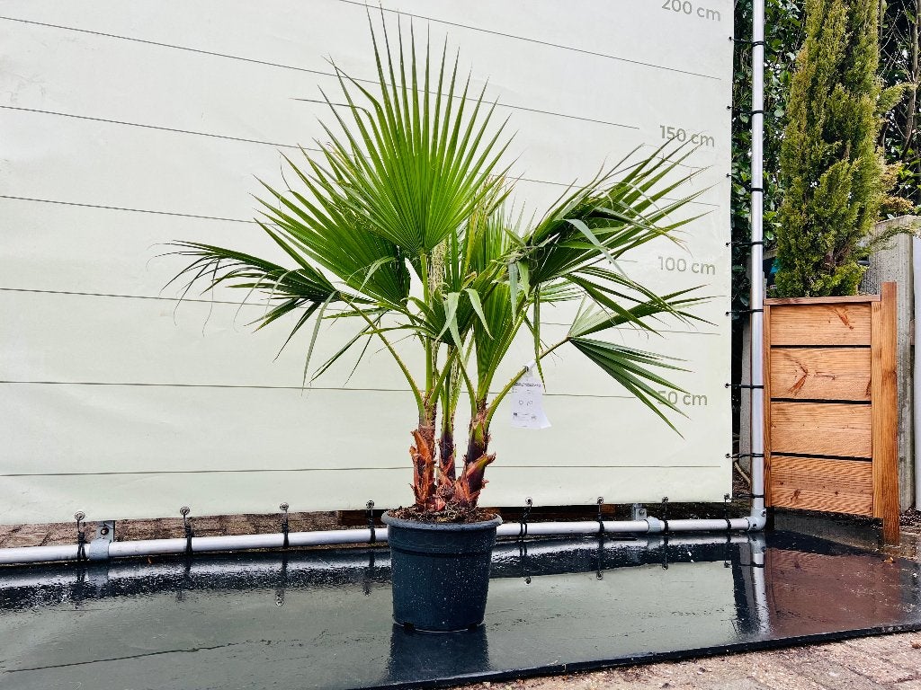 Palmboom 160 cm | Washingtonia Robusta | €30 OP=OP Afhaal, Volle zon, Vaste plant, Bloeit niet, Ophalen