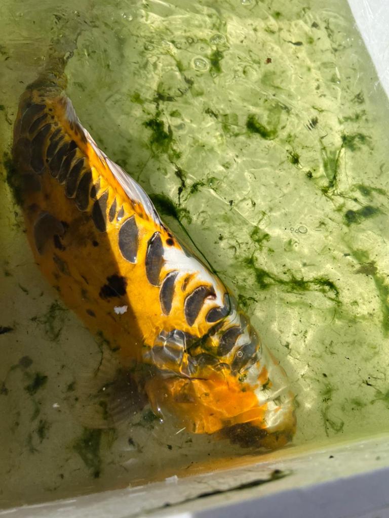 Koi karper, Vis