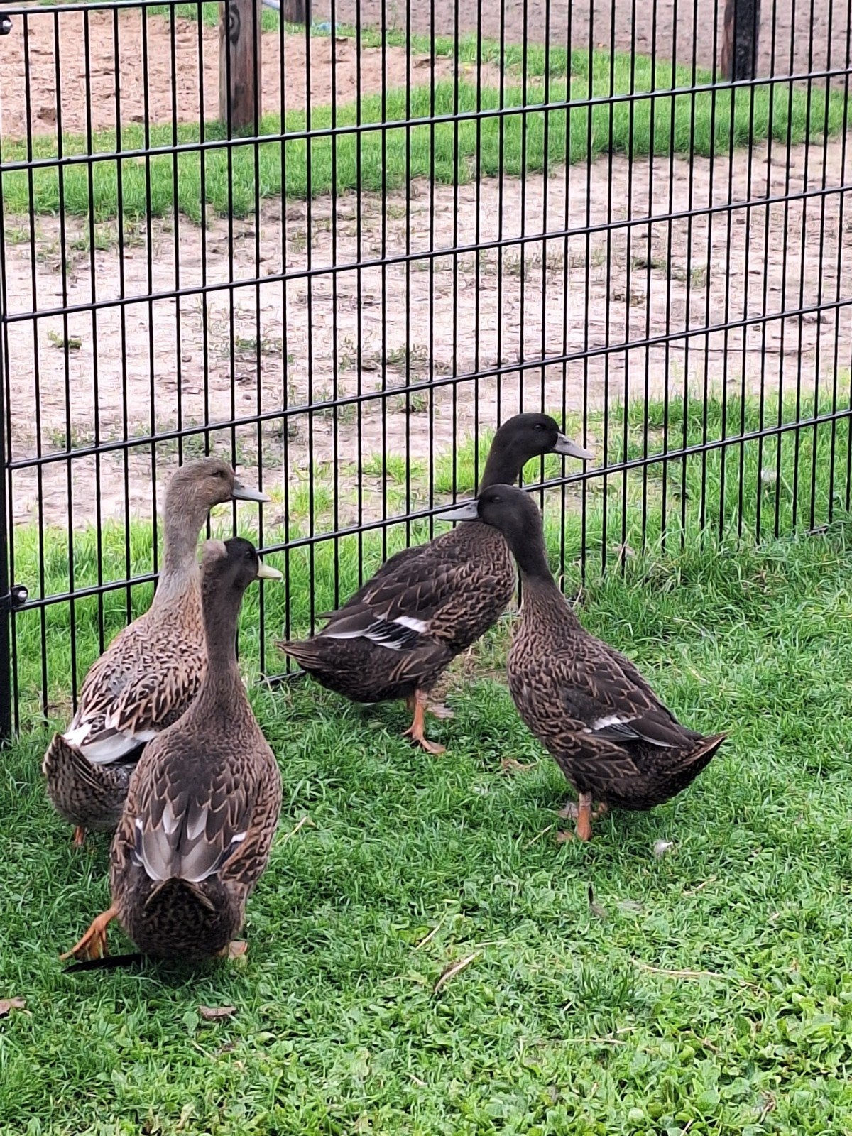 eenden te koop, Dieren en Toebehoren, Meerdere dieren, Eend