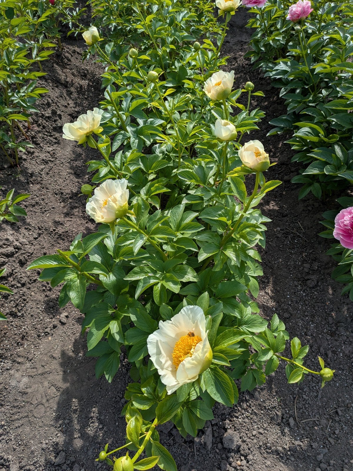 Pioenrozen Moonrise, Tuin en Terras, Planten | Tuinplanten, Overige soorten, Volle zon, Vaste plant, Ophalen of Verzenden