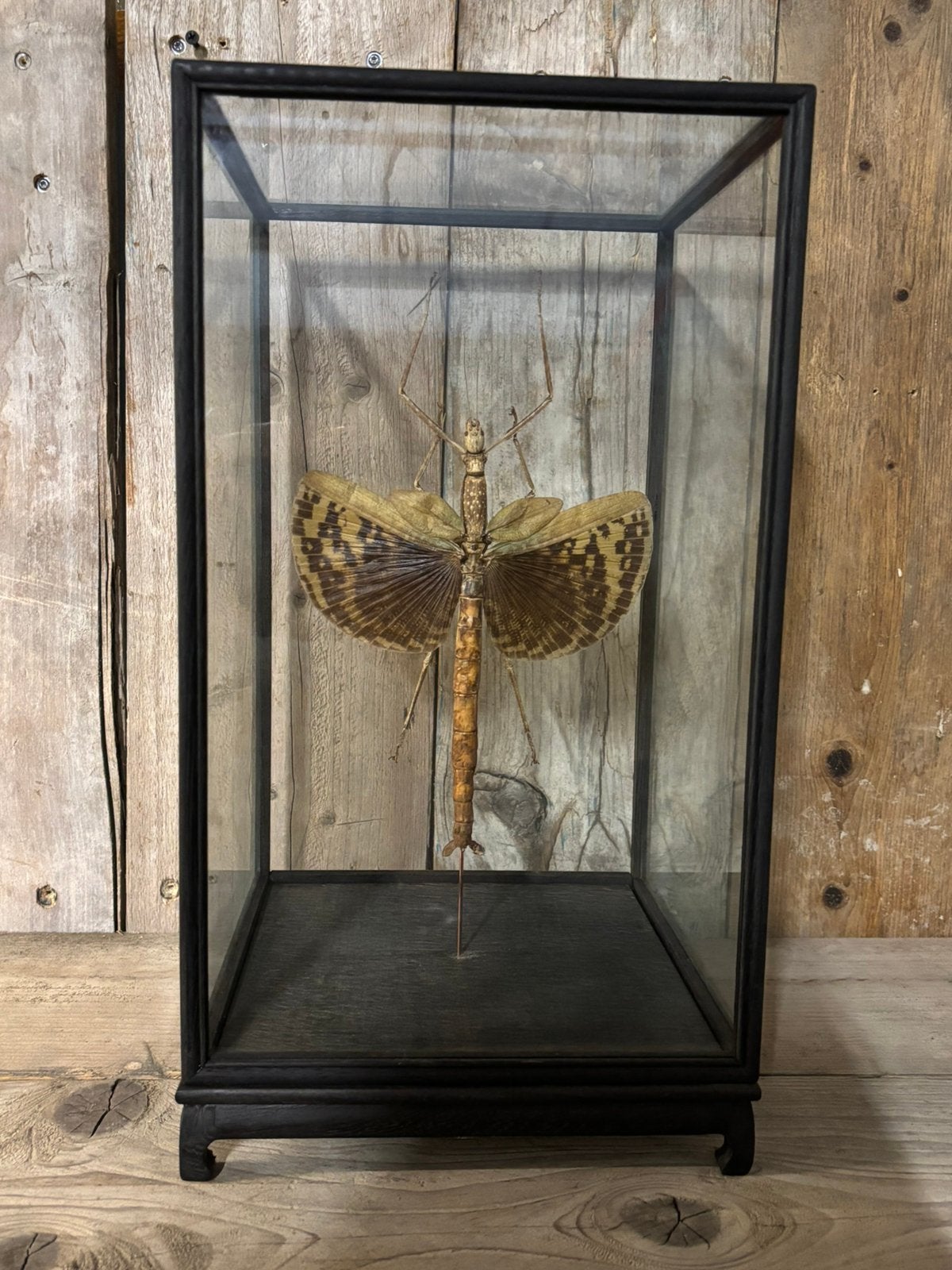 Mooie grote vitrine met een Reuzen wandelende tak!, Ophalen, Nieuw, Insect, Opgezet dier