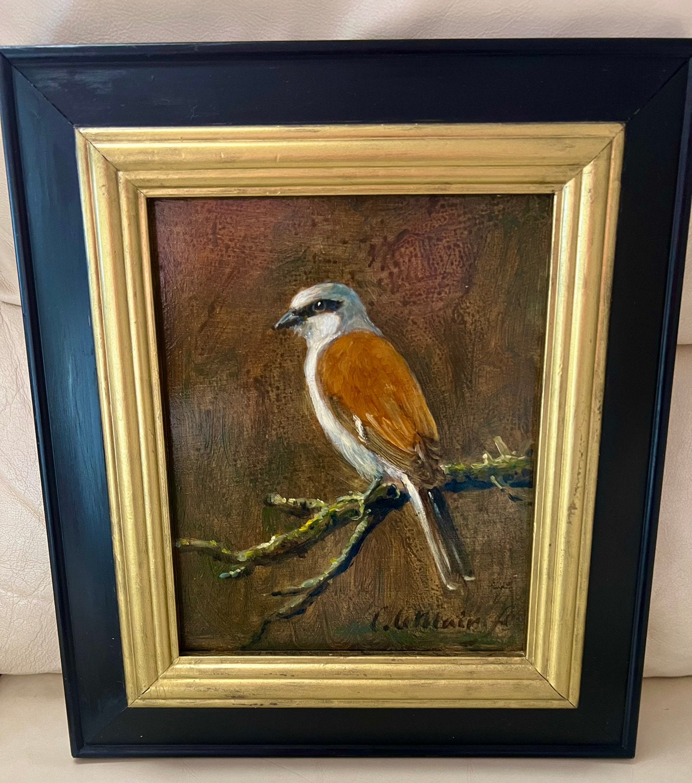 Olieverf schilderij Vogel . Klauwier . Cornelis le Mair ., Ophalen, Paneel, Oud hollands, Dieren