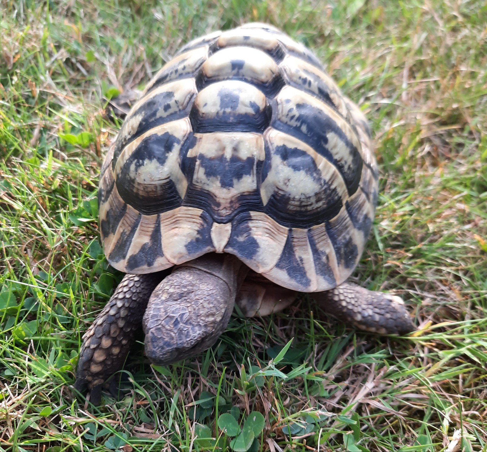 Griekse 15 jarige mannelijke landschildpad, Dieren en Toebehoren, Reptielen en Amfibieën, Schildpad, 11 jaar of ouder