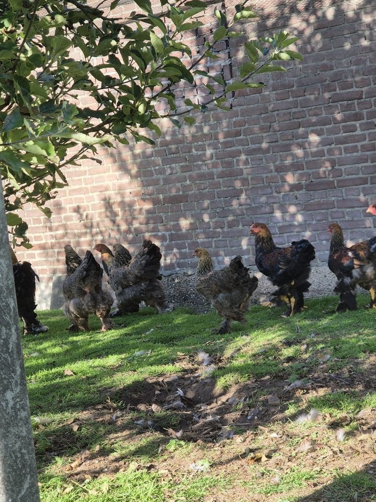 Prachtige brahma goudpatrijs kippen te koop!, Dieren en Toebehoren, Meerdere dieren, Kip