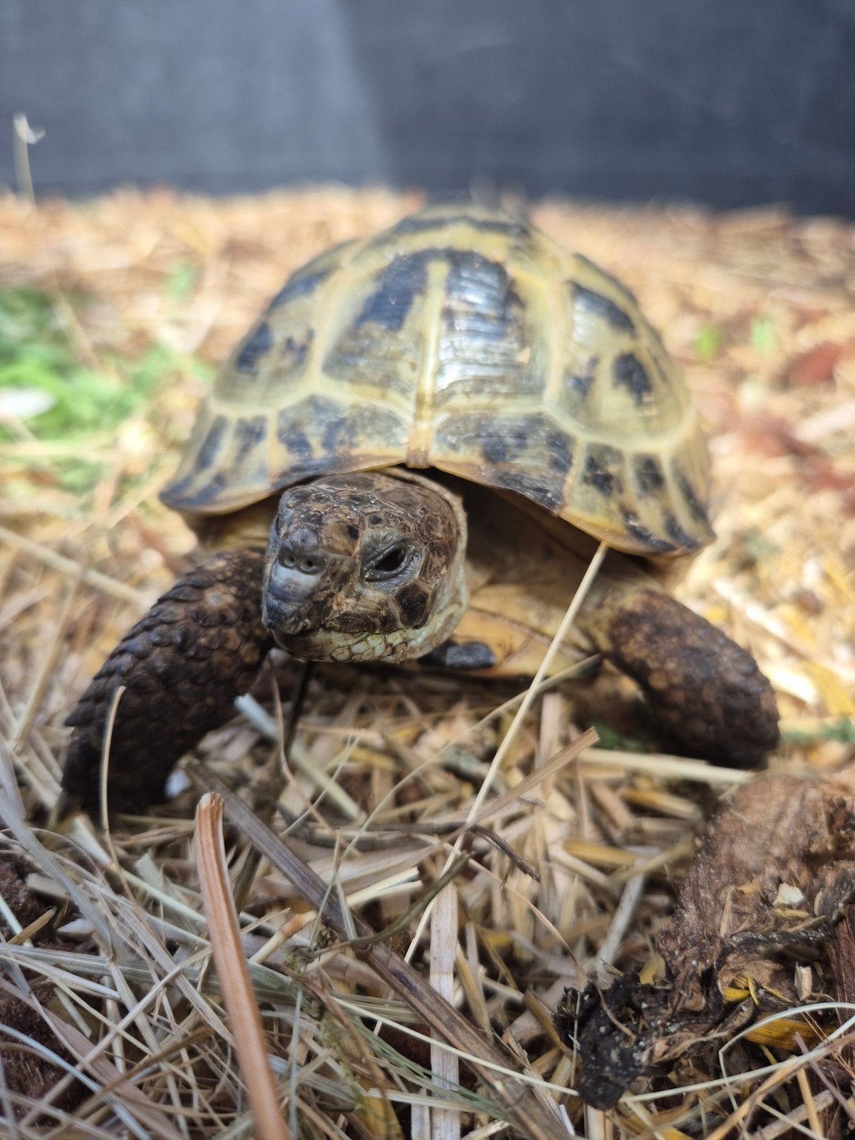 vierteen man 5 jaar ( testudo horsfildii ), Schildpad, Tam
