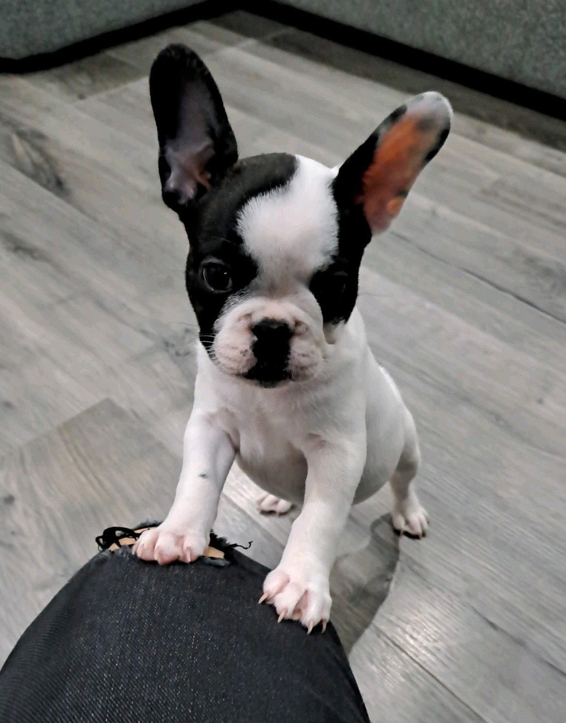 Franse Bulldog Teefje, Teef, Bulldog, Eén hond, Nederland