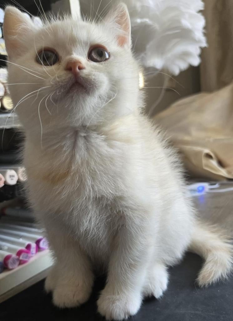 2 britse korthaar katers, Dieren en Toebehoren, Katten en Kittens | Raskatten | Langhaar, Kater