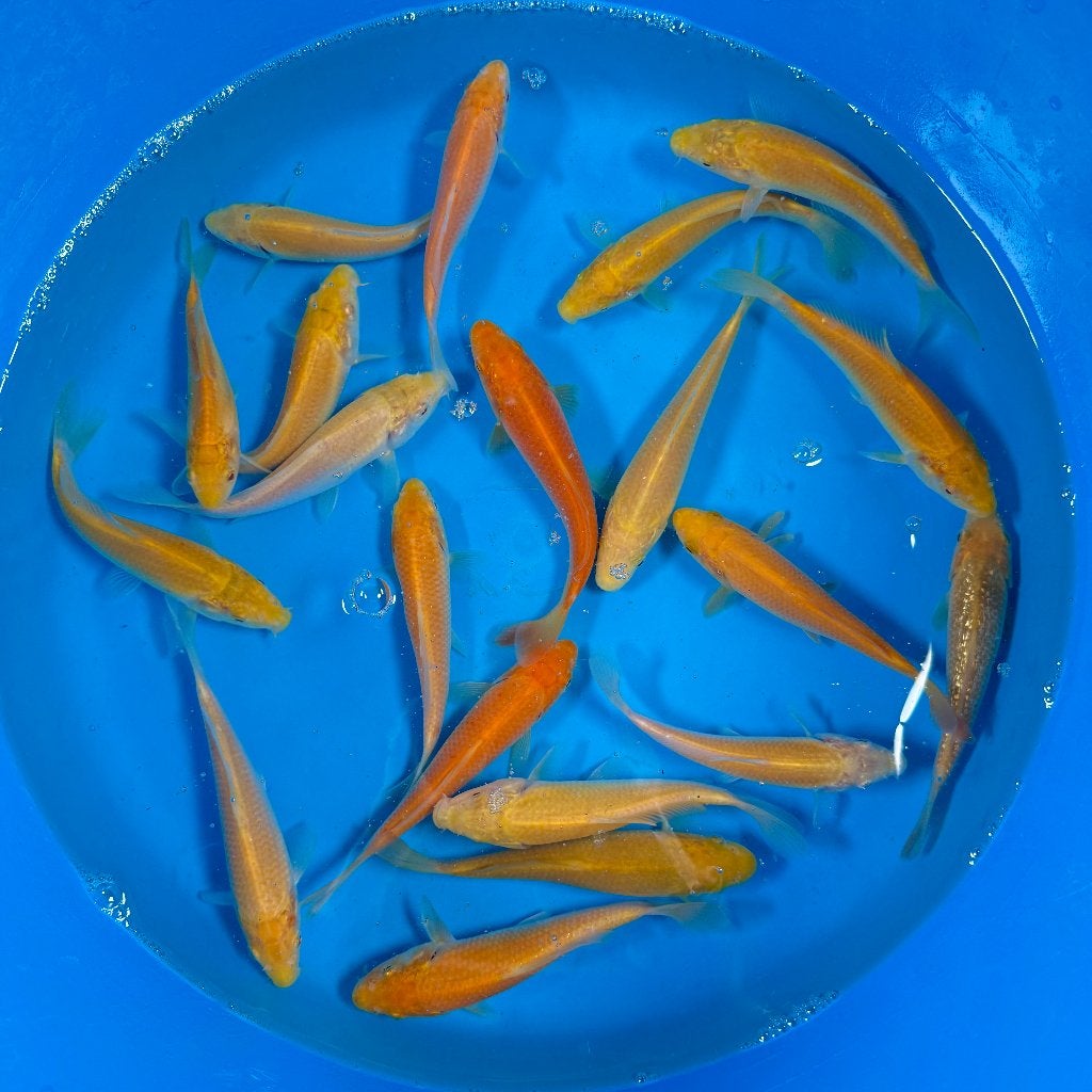 Yagenji Karashigoi Mix | Tosai 12–15 cm, Dieren en Toebehoren, Vissen | Vijvervissen, Karper of Koi