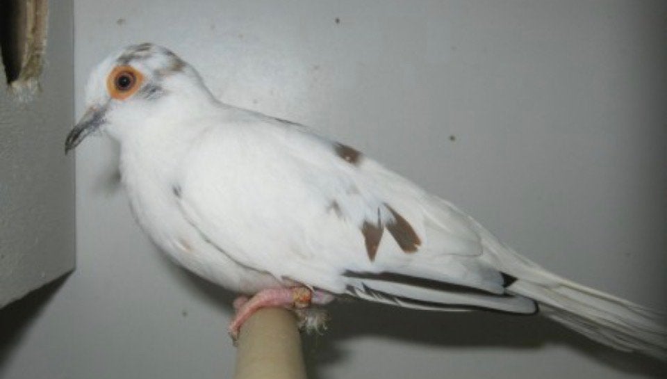Twee koppels diamantduiven, Meerdere dieren