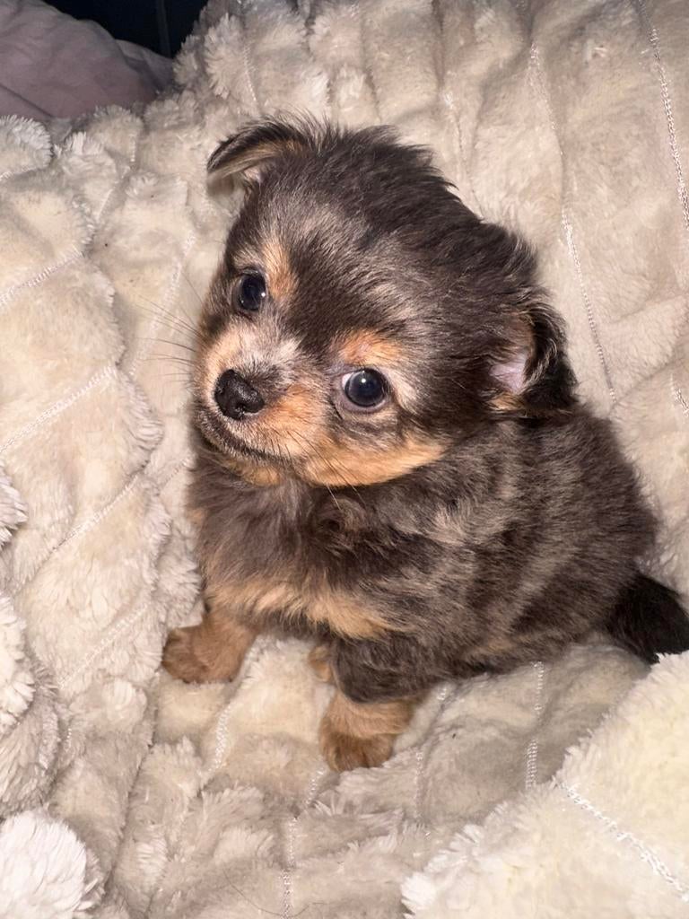 Lieve Chihuahua pup, Dieren en Toebehoren, Honden | Chihuahua's en Gezelschapshonden, Parvo, Reu, 8 tot 15 weken, Eén hond
