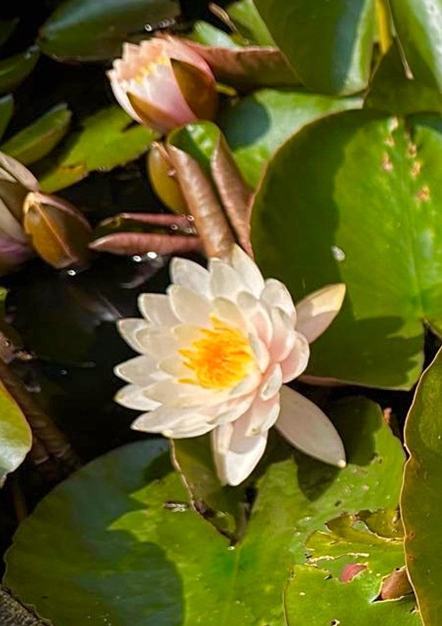 gratis ophalen 2 waterlelie planten, Ophalen, Volle zon