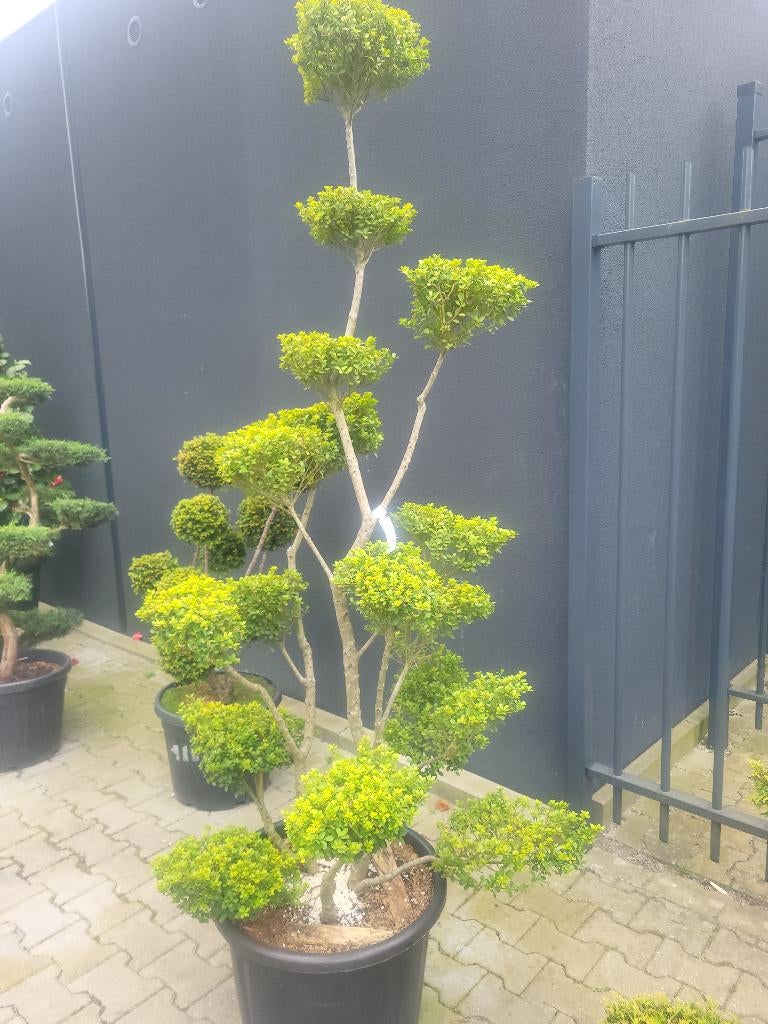 Ilex crenata Green Hedge bonsai, Overige soorten, Lente, 100 tot 250 cm, Ophalen