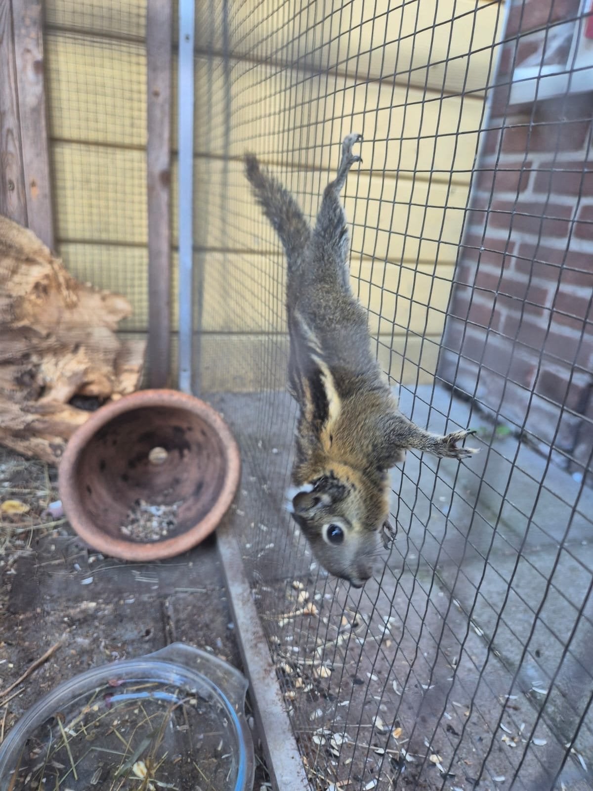 Gezocht alle soorten eekhoorns, Dieren en Toebehoren, Januari, Meerdere dieren, Overige typen