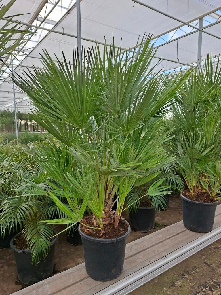 Chamaerops Humulis pot30 - Winterharde palm, Ophalen, Overige soorten, Volle zon